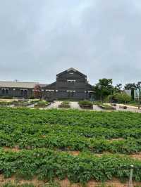 Cutest Farm Day Ever at Sanghafarm