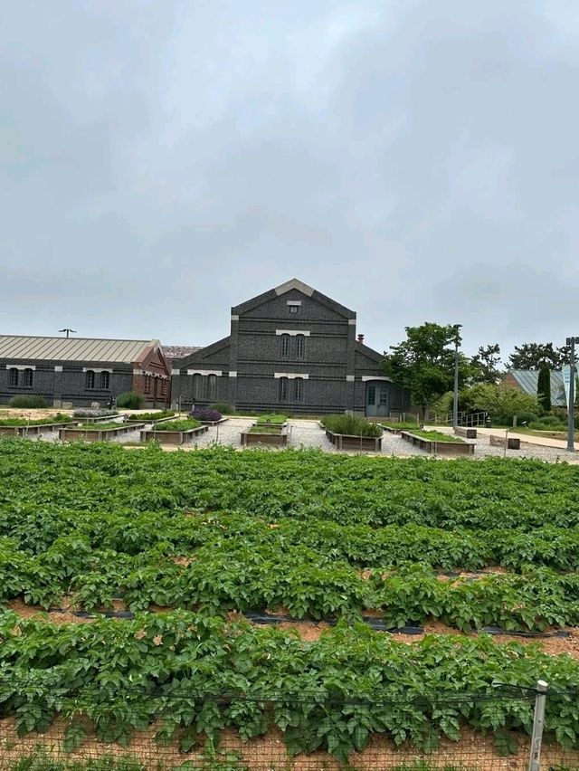 Cutest Farm Day Ever at Sanghafarm