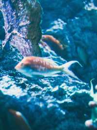 【átoa（アトア）】アート×水族館の新感覚体験！五感で楽しむ幻想空間🎨🐟