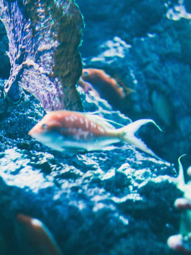 【átoa（アトア）】アート×水族館の新感覚体験！五感で楽しむ幻想空間🎨🐟