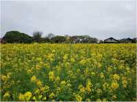 Spring @ Fukuoka 