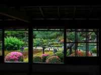 京都🇯🇵青蓮院