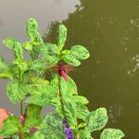 Singapore Botanic Gardens (UNESCO World Heritage Site – Free)
