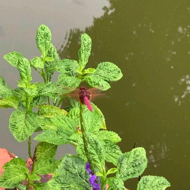 Singapore Botanic Gardens (UNESCO World Heritage Site – Free)