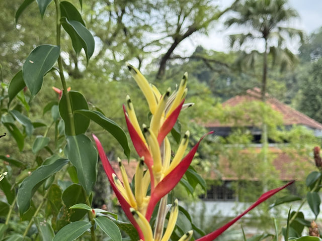 Peaceful escape in the heart of Kuala Lumpur 🌿