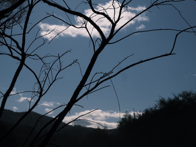 🌲Goblin Forest｜北島最神秘森林系步道，一秒走入奇幻電影場景