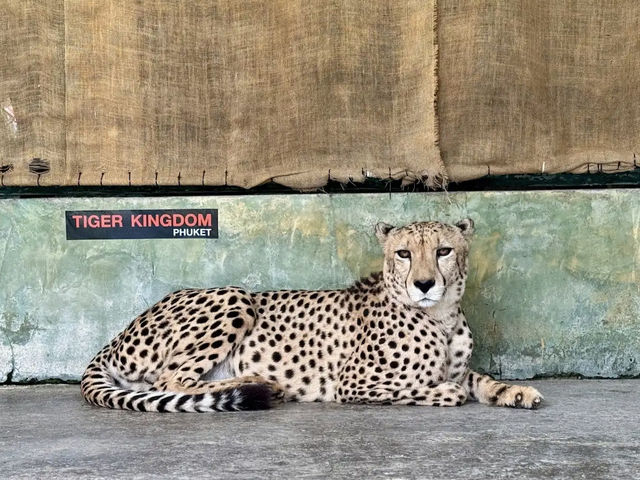 Tiger kingdom in phuket
