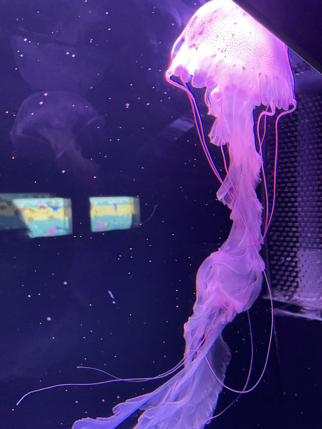 香港隱世打卡 荃灣隱藏寶藏！浩海立方探游館，水母控必去