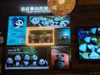 🎋【成都｜大熊貓基地】🐼 熊貓控的天堂 × 私人導覽超值推薦 × 捐款還送限量熊貓娃娃！