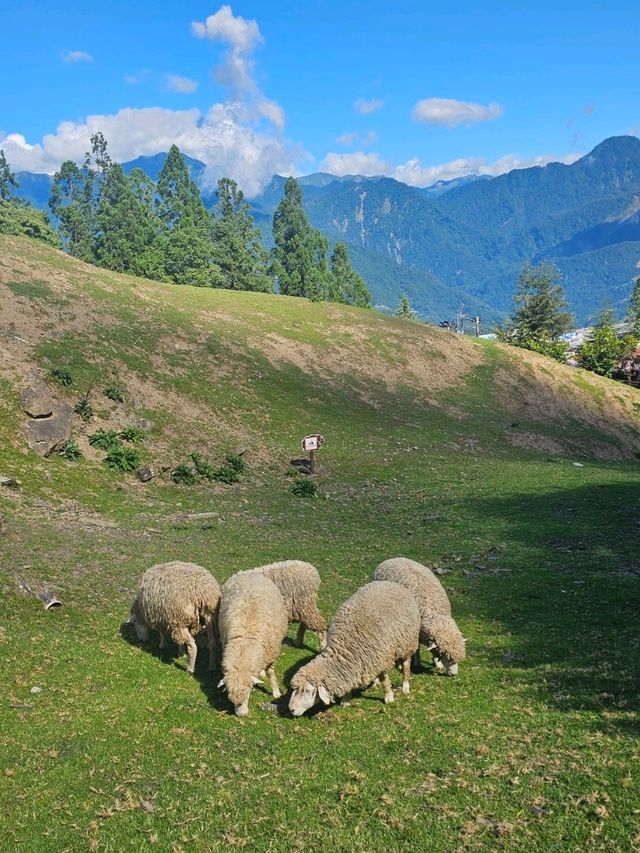 清境農場🐑🐎