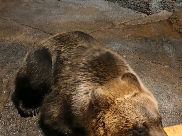 旭川巴士2日遊-常磐公園，旭山動物園