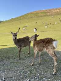 🦌⛰️✨ Quick Guide – Mount Wakakusa & Ikuta Shrine