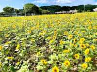 花博大佳河濱公園向日葵花海