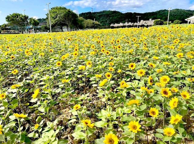 花博大佳河濱公園向日葵花海