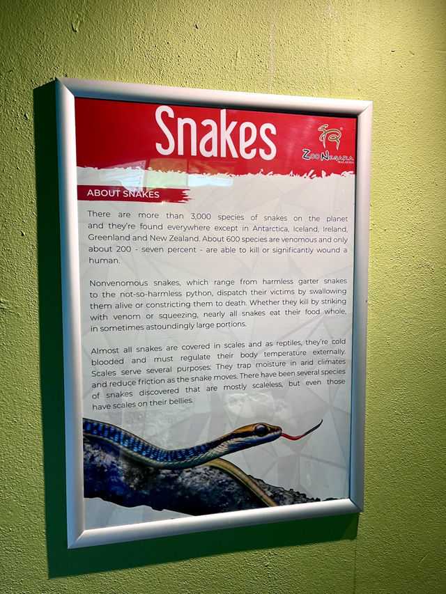 “Explore the Fascinating World of Reptiles at Rimba Reptilia”