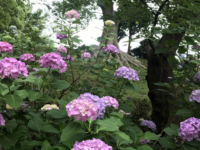 【田園調布から多摩川へ行き紫陽花、多摩川台古墳群、亀甲山古墳、多摩川浅間神社】