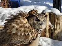 跟著企鵝走！北海道高人氣旭山動物園雪季巡禮