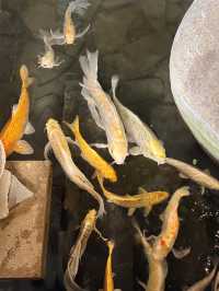 투몬비치 앞 럭셔리 쉼터 – 괌 두짓타니 리조트