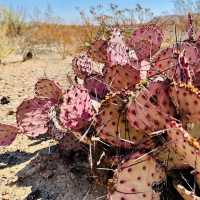 Big Bend National Park