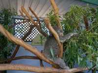 🐨 Featherdale Wildlife Park สวรรค์ของคนรักโคอาล่า