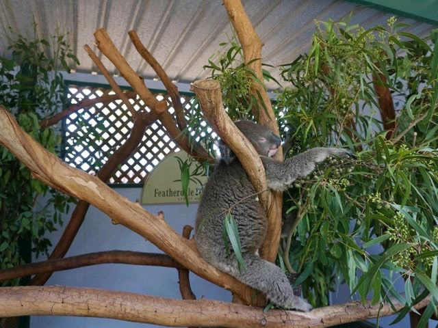 🐨 Featherdale Wildlife Park สวรรค์ของคนรักโคอาล่า