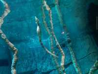 SEA Life Aquarium at LEGOLAND