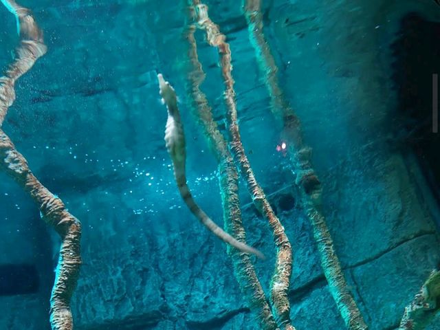SEA Life Aquarium at LEGOLAND