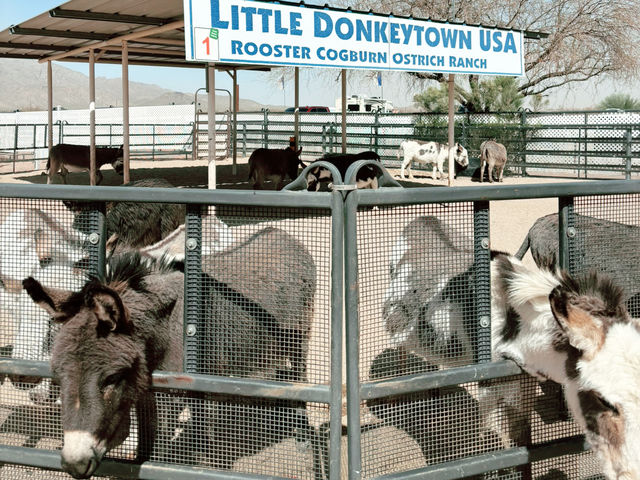 Rooster Cogburn Ostrich Ranch|圖森必玩餵食動物趣味攻略 Rooster Cogburn Ostrich Ranch|圖森必玩餵食動物趣味攻略