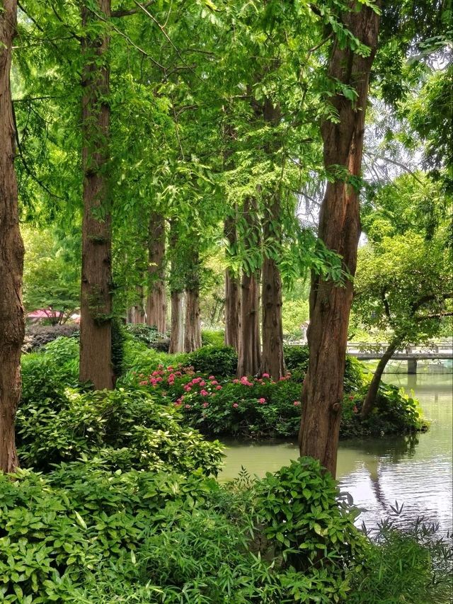 Quyuan Fenghe in Early Summer: A Hydrangea Wonderland