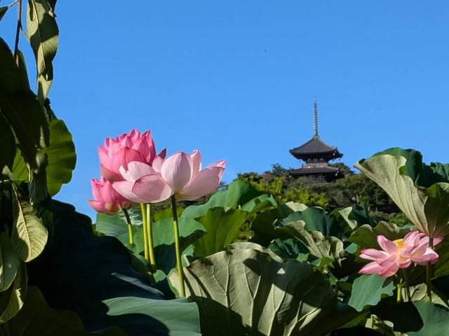 今がシーズン🤍【三溪園】