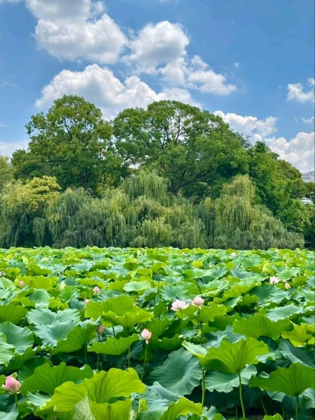 “Lotus Jewel of Kunming: Cuihu’s Summer Serenity”