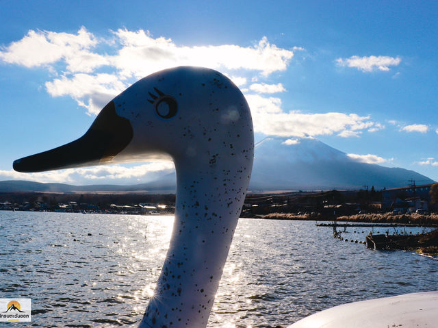 Swan Lake ที่ Lake Yamanakako