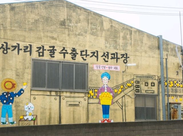 [제주도] 상가리 야자수 군락지 🌴 