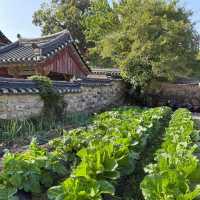 Wandering Through Yangdong’s Living Tapestry