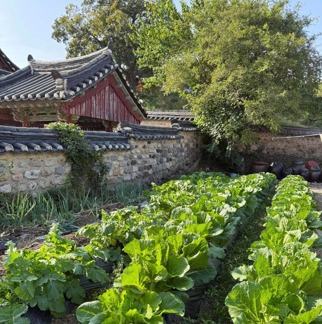 Wandering Through Yangdong’s Living Tapestry