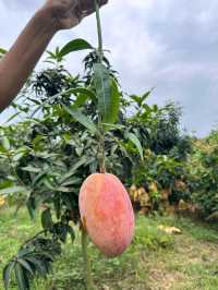Tour to Mango Capital of Bangladesh