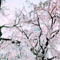 📸✨春の山下公園で横浜マリンタワーと桜、ホテルニューグランドと桜を一緒に撮影できる場所とコツ