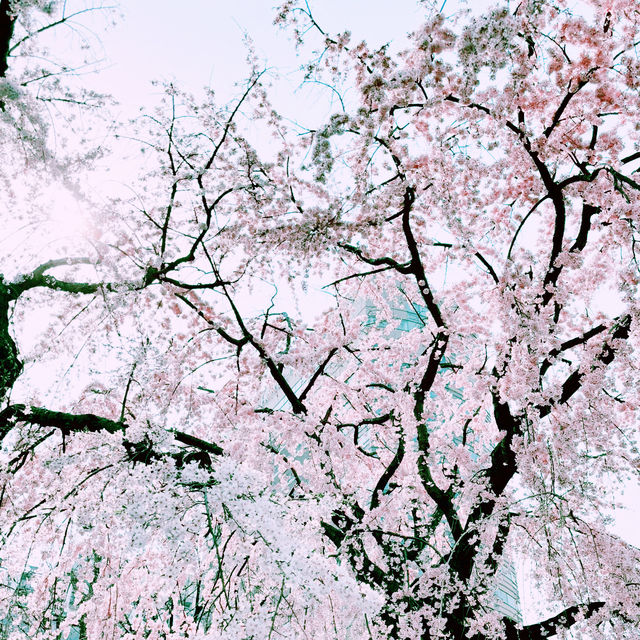 📸✨春の山下公園で横浜マリンタワーと桜、ホテルニューグランドと桜を一緒に撮影できる場所とコツ