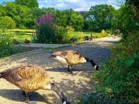 Reddish Vale Country Park – Nature on the Edge of the City