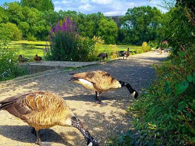 Reddish Vale Country Park – Nature on the Edge of the City Reddish Vale Country Park – Nature on the Edge of the City
