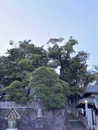 Shinshoji-temple Narita🇯🇵 วัดแห่งเมืองเล็กๆ