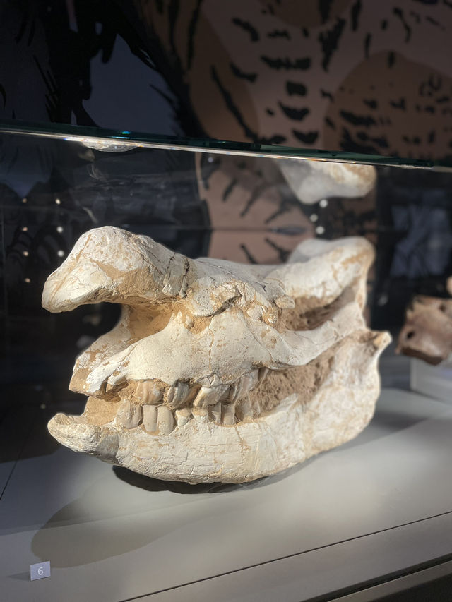 🇭🇰 Paleontology Gallery 🇭🇰 Paleontology Gallery