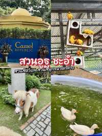 CAMEL REPUBLIC
