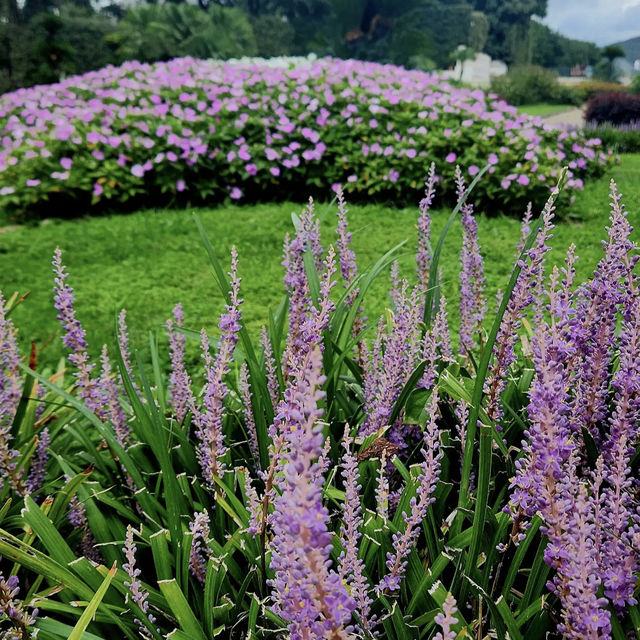 Royal Palace of Caserta Gardens (Caserta)