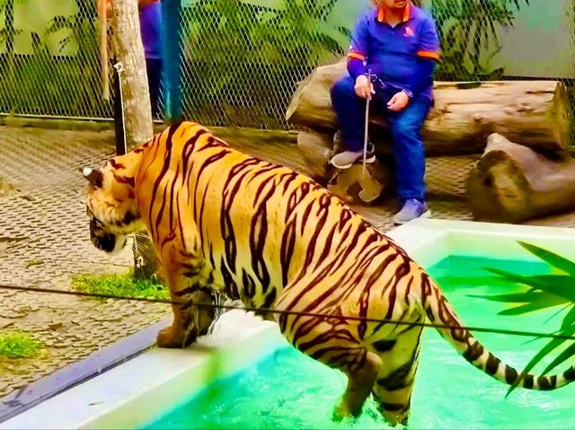 與猛獸近距離接觸的芭提雅老虎園 Tiger Park Pattaya