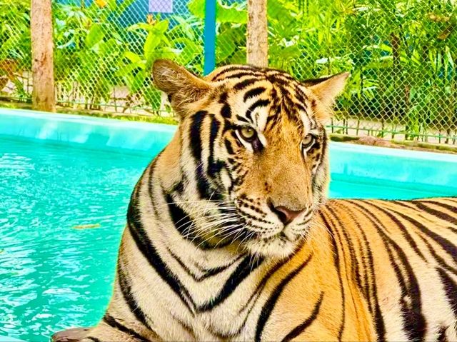 與猛獸近距離接觸的芭提雅老虎園 Tiger Park Pattaya