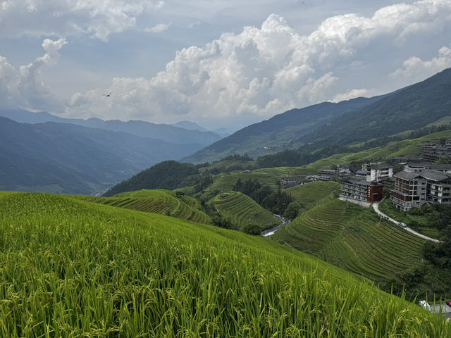 Rice Terrace Dream🌾