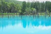 Blue Pond – Nature’s Enchanting Gem in Biei, Hokkaido 💙🌲