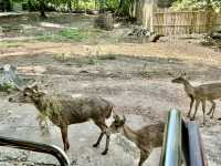 清邁夜間野生動物園親子遊  