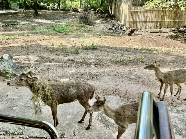清邁夜間野生動物園親子遊  